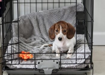 The Crate Setup Most Dog Owners Get Wrong (And How To Fix It!)