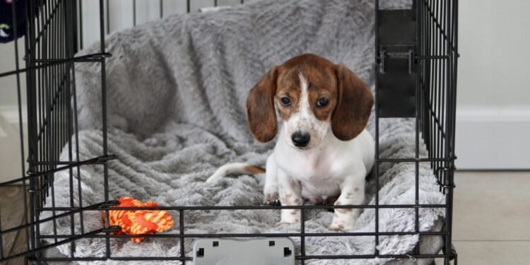 The Crate Setup Most Dog Owners Get Wrong (And How To Fix It!)