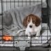 The Crate Setup Most Dog Owners Get Wrong (And How To Fix It!)