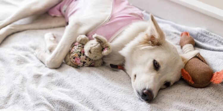 Reproductive Problems in Dogs That Can Turn Serious Fast
