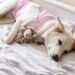 Reproductive Problems in Dogs That Can Turn Serious Fast