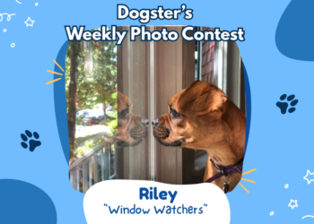 Dogster’s Weekly Photo Contest Winners: Window Watchers (May 11, 2026)