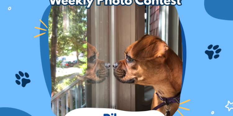 Dogster’s Weekly Photo Contest Winners: Window Watchers (May 11, 2026)