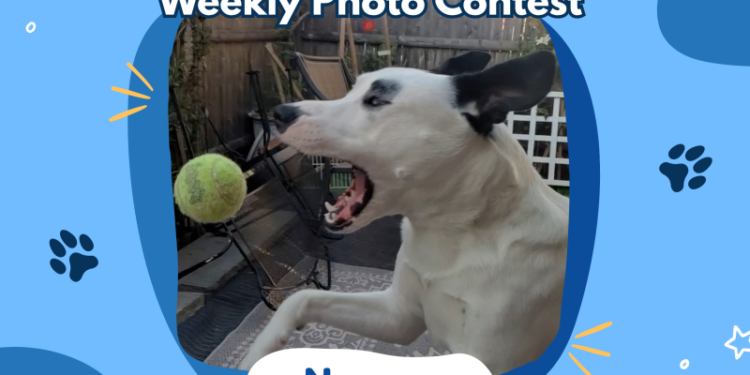 Dogster’s Weekly Photo Contest Winners: My Best Trick (April 16, 2026)