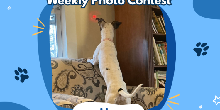 Dogster’s Weekly Photo Contest Winners: My Favorite Game (April 23, 2026)