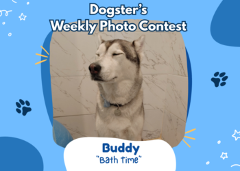 Dogster’s Weekly Photo Contest Winners: Bath Time (May 25, 2026)