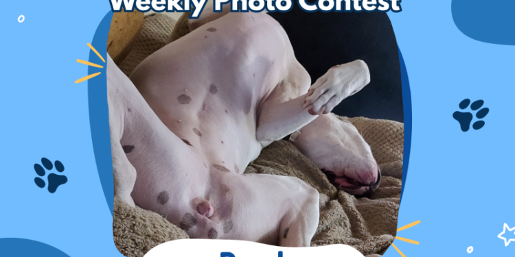 Dogster’s Weekly Photo Contest Winners: Funniest Sleeping Position (April 30, 2026)
