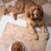 Cracking the Code: How to Win Over Your Picky Pup with Irresistible Dog Food Options