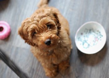 Designer Breeds: Best of Both? New Study Says No
