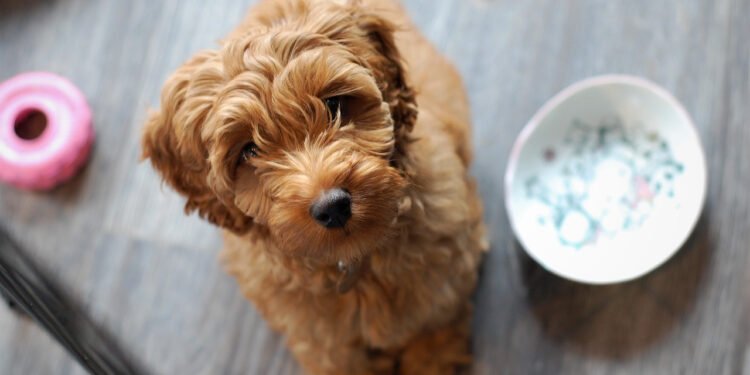 Designer Breeds: Best of Both? New Study Says No
