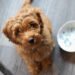 Designer Breeds: Best of Both? New Study Says No