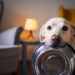 How to Choose the Right Dog Bowl: Materials, Durability, and Hygiene