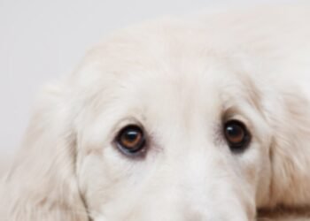 500 Modern Dog Names