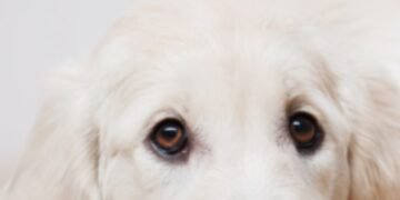 500 Modern Dog Names