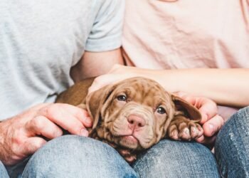 Puppy Blues: 17 Tips for Dealing with the Puppy Blues