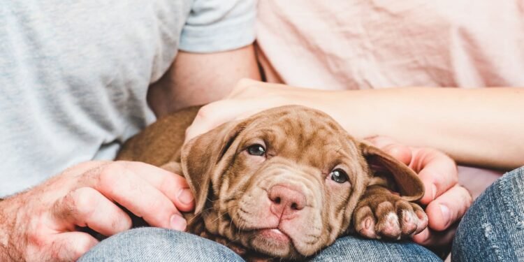 Puppy Blues: 17 Tips for Dealing with the Puppy Blues