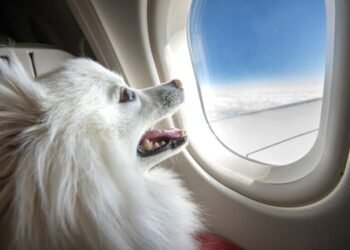 What Most Airlines Won’t Let You Do With Your Dog (Even If You Pay Extra)