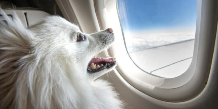What Most Airlines Won’t Let You Do With Your Dog (Even If You Pay Extra)