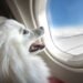 What Most Airlines Won’t Let You Do With Your Dog (Even If You Pay Extra)