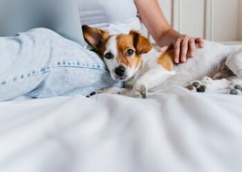Pawternity Leave: Is Paid Time Off for Pet Care a Reasonable Request or OTT?
