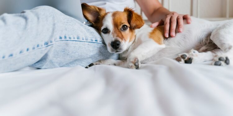 Pawternity Leave: Is Paid Time Off for Pet Care a Reasonable Request or OTT?