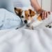 Pawternity Leave: Is Paid Time Off for Pet Care a Reasonable Request or OTT?