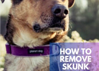 How To Remove Skunk Smell From Your Dog