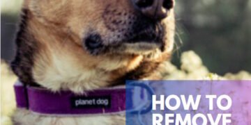 How To Remove Skunk Smell From Your Dog