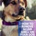 How To Remove Skunk Smell From Your Dog