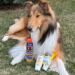 The Best Dog Sunscreen