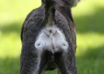 Hematochezia in Dogs and Causes of Rectal Bleeding
