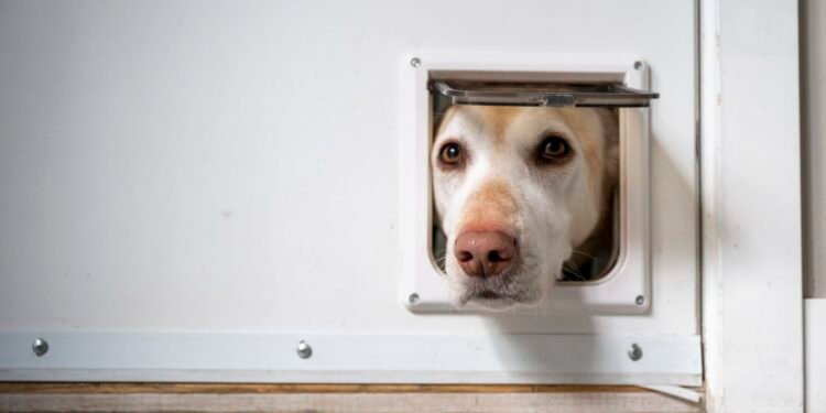 Smart Dog Door Buying Guide