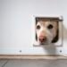 Smart Dog Door Buying Guide