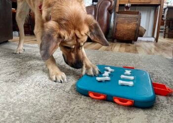 How Smart Are Dogs? Exploring Canine Intelligence, Abilities, and Surprising Facts
