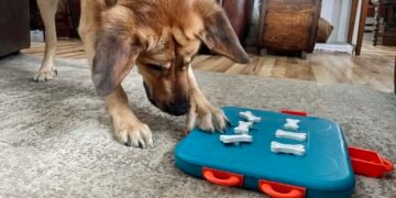 How Smart Are Dogs? Exploring Canine Intelligence, Abilities, and Surprising Facts