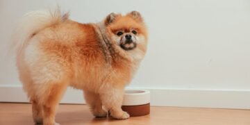 Why Some Dogs Treat Mealtime Like Playtime – And When to Pay Attention