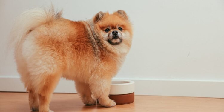 Why Some Dogs Treat Mealtime Like Playtime – And When to Pay Attention