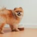 Why Some Dogs Treat Mealtime Like Playtime – And When to Pay Attention
