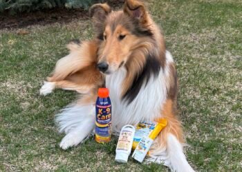The Best Dog Sunscreen