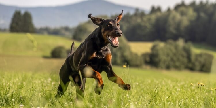 Major Win for Dogs: Ontario Becomes the Final Province to Ban Ear Cropping and Debarking