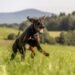 Major Win for Dogs: Ontario Becomes the Final Province to Ban Ear Cropping and Debarking