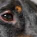Home Care for Dog Stye