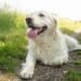 What To Do if Your Dog is Hyperventilating