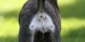 Hematochezia in Dogs and Causes of Rectal Bleeding