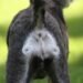 Hematochezia in Dogs and Causes of Rectal Bleeding