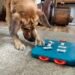 How Smart Are Dogs? Exploring Canine Intelligence, Abilities, and Surprising Facts