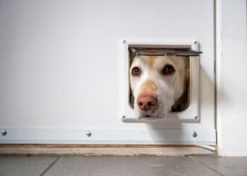 Smart Dog Door Buying Guide