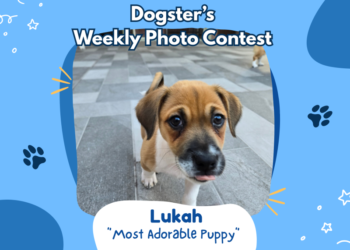 Dogster’s Weekly Photo Contest Winners: Most Adorable Puppy (June 8, 2026)
