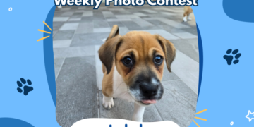 Dogster’s Weekly Photo Contest Winners: Most Adorable Puppy (June 8, 2026)