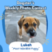 Dogster’s Weekly Photo Contest Winners: Most Adorable Puppy (June 8, 2026)